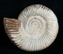 Large Perisphinctes Ammonite Fossil - Inches #6093-1